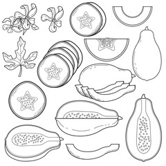 Tropical Papaya Fruit Line Art Illustration Set. Outline Drawing of Whole, Sliced, Halved Papayas, Seeds, Flowers, and Leaf Elements