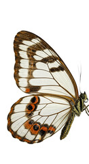Close Up White Butterfly with Orange Spots Isolated