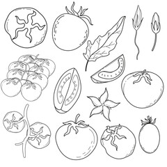 Hand Drawn Tomato Line Art Illustration Set. Whole, Sliced, Vine, Leaf, Flower Elements. Botanical Outline Collection.