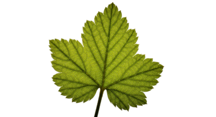 Detailed Green Leaf with Glitter Sparkles Transparent Background