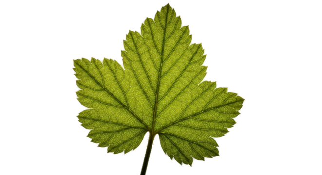 Detailed Green Leaf with Glitter Sparkles Transparent Background