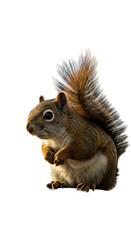Obraz premium Detailed Realistic Photo Of A Squirrel With Soft Lighting On Transparent Background