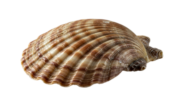 Detailed Textured Seashell Isolated on Soft Brown Background Macro Photography