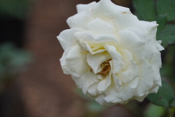 Single white rose in the garden.