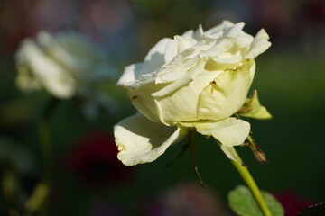 Single white rose in the garden.