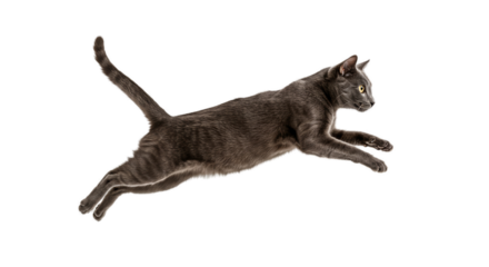 Elegant Curly Black Cat Leaping with Glowing Eyes Isolated on Sepia