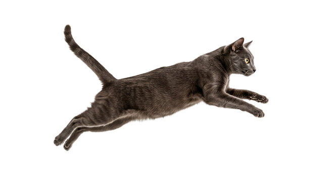 Elegant Curly Black Cat Leaping with Glowing Eyes Isolated on Sepia