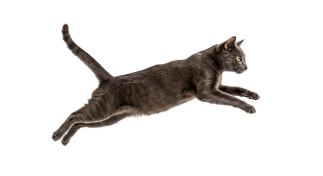 Elegant Curly Black Cat Leaping with Glowing Eyes Isolated on Sepia