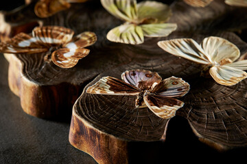 butterfly on black background