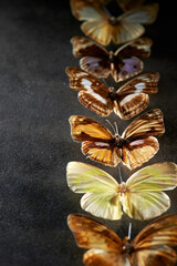 butterfly on black background