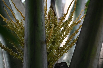 Small coconut fruit with flowers in the tree.
coconut palm inflorescence shows a cluster of tiny, green, button stage fruits amidst smaller, yellowish green flower buds and branchlets.