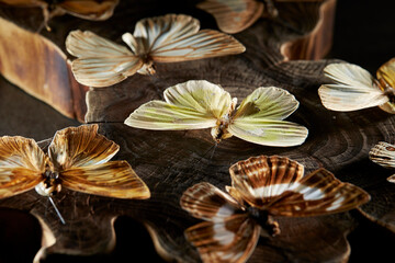 butterfly on black background