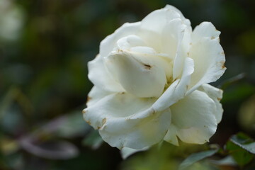 Single white rose in the garden.