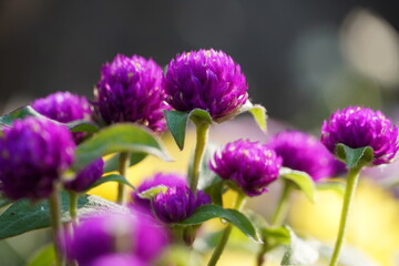 Purple thistle flower close up.