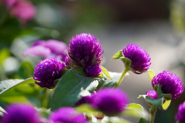 Purple thistle flower close up.