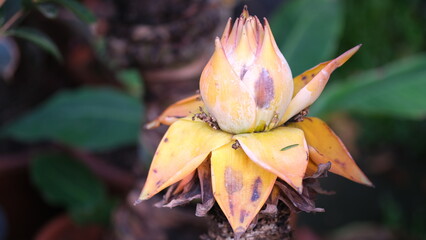 Musella Lasiocarpa, commonly known as the Chinese Dwarf Banana or Golden Lotus Banana, is an ornamental plant native to the mountainous regions of China, valued for its striking flowers and unique.