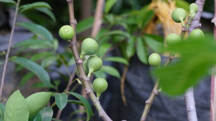 Raw fig fruit on a branch tree. The fig is the edible fruit of Ficus carica (the common fig), a species of tree or shrub in the flowering plant family Moraceae. 