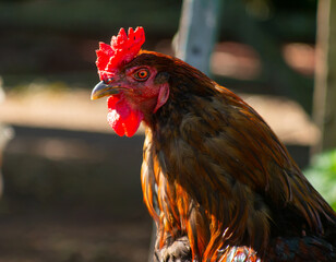 Rooster standing on dirt ground surrounded by green plants.