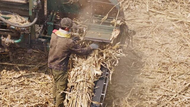 Workers using a machine to crush straw
