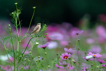 コスモスに止まるノビタキ
