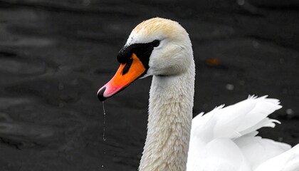 Obraz premium Elegant Swan Portrait - A Close-Up of Grace and Beauty.
