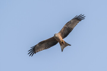 Black Kite in Flight South Africa