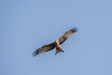 Black kite in Flight   over a flood plain in South Africa