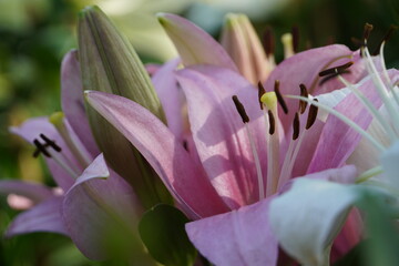 Colourful spring flowers bloom in the garden.