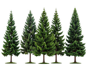 Obraz premium Minimal Evergreen Tree Border PNG