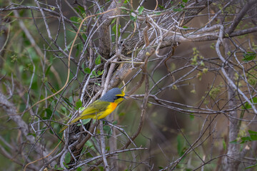 Obraz premium Orange breasted bush Shrike - south africa
