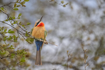 White fronted bee eater Kruger Park