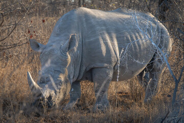 Rhinoceros grazin is a wooded field, 