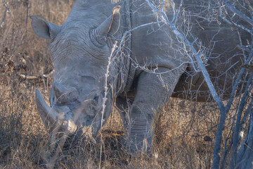 Rhinoceros grazing as the sun sets