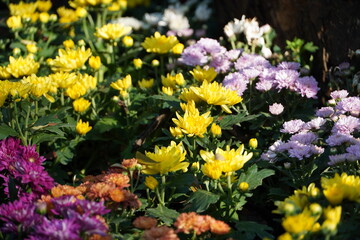 Colourful spring flowers bloom in the garden.