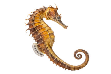Obraz premium Graceful Seahorse Ocean Creature Isolated Marine Life Detail on Transparent Field