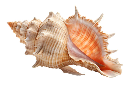 Ocean Seashell Intricate Details on Transparent Setting Coastal Natural Treasure