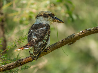 Naklejka premium Feeding Kookaburra On Dead Branch