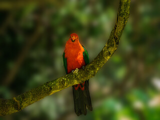 King Parrot In The Shade