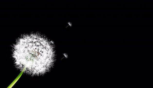 3D dandelions scattering seeds, dandelion seeds blowing in the wind, dandelions flying in the sky, dreamy and beautiful background, looping background, alpha channel, 3D animation.