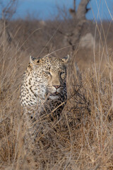 Leopard on an evening hunt