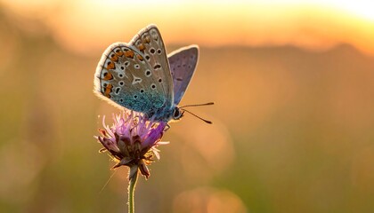 A butterfly perched on a flower in golden, blurred sunlight