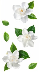 Fototapeta premium Elegant White Gardenias - A Study in Floral Beauty and Natural Harmony.