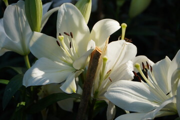 Colourful spring flowers bloom in the garden.
