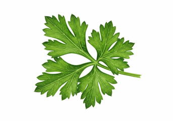 Fototapeta premium Fresh Green Parsley Leaf Culinary Herb Ingredient Transparent Background