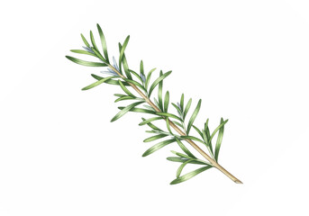 Fototapeta premium Fresh Rosemary Herb Green Leaves Branch Isolated on Transparent Background