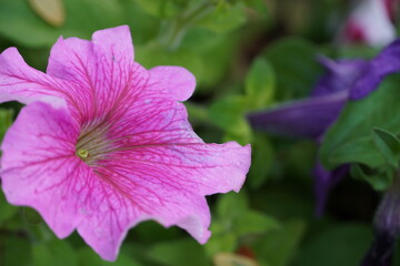 Colourful spring flowers bloom in the garden.
