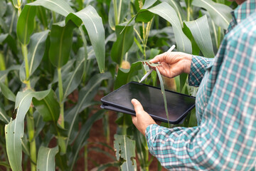 Close-up of farmer using digital tablet to check damaged corn leaves in smart agriculture field, precision farming, crop monitoring, pest control technology concept.