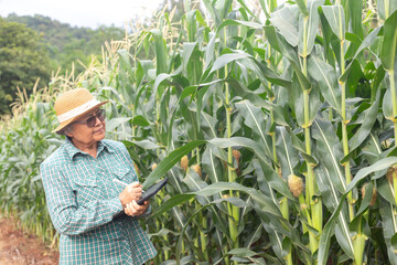 Senior Asian farmer using digital tablet and stylus to check corn plants in smart agriculture field, concept of precision farming, agritech innovation, and sustainable modern agriculture.