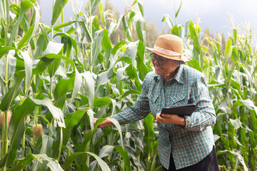 Happy senior Asian farmer holding digital tablet inspecting corn plants in smart agriculture field, concept of modern farming, precision agriculture, agritech innovation, and sustainability.
