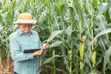 Senior Asian farmer using digital tablet and stylus to examine corn plants in smart agriculture field, concept of precision farming, agritech innovation, and sustainable agriculture.